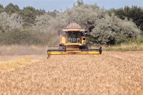 Cereali 48000 Quintali Di Raccolto In Più Rispetto Al 2018