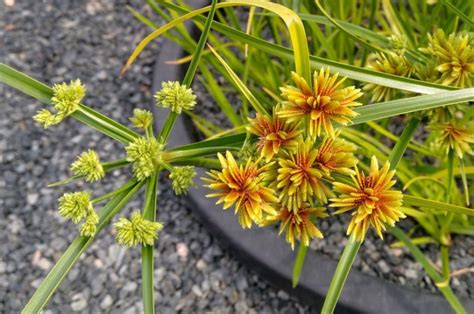 Cyperus Eragrostis Cuidados y mantenimiento para un jardín saludable