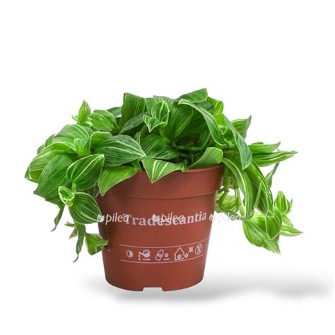 Живые комнатные растения купить, цветы в горшках с доставкой - Pilea