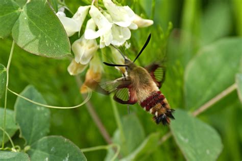 Hummingbird Clearwing Moth At Creamy Peavine Pentax User Photo Gallery