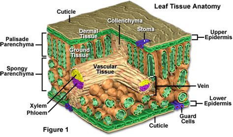 molecular expressions cell biology plant cell structure leaf tissue