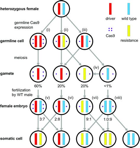 Mechanisms And Rates Of Resistance Allele Formation In A Heterozygous