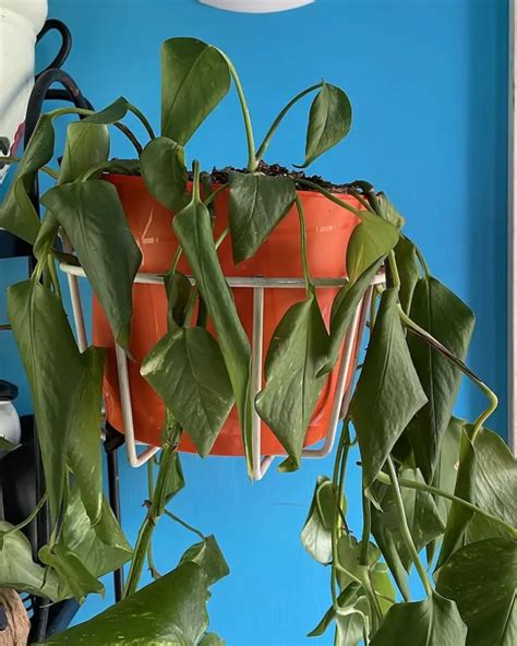 Pothos Leaves Turning Brown Causes And 6 Fixes Gardenine