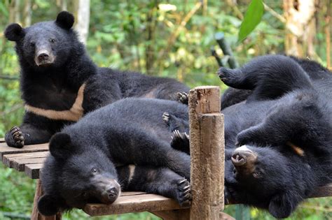 Cambodge La Fbb Aide Free The Bears Soigner Les Ours Depuis