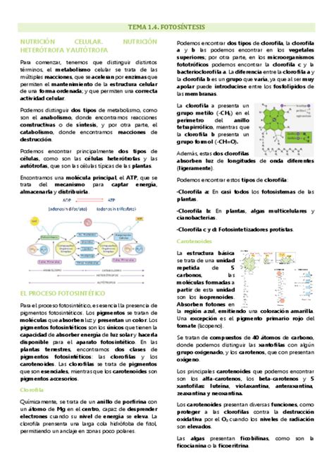 Tema Fisiolog A Vegetal La Luz Como Factor Regulador Del