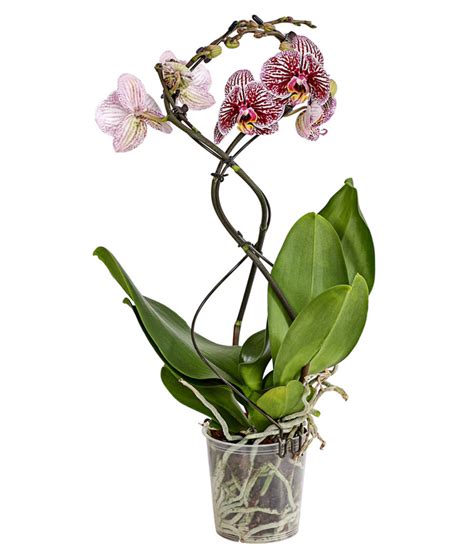 Schmetterlingsorchidee Phalaenopsis Cultivars Twister Dehner