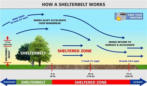 Shelterbelt Defining A Windbreak And How It Works