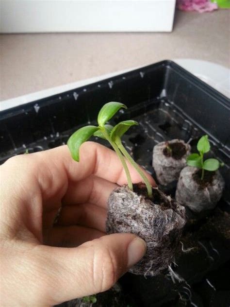 Cantaloupe Seedling 3 Weeks Into Indoor Sowing I Used Seeds From