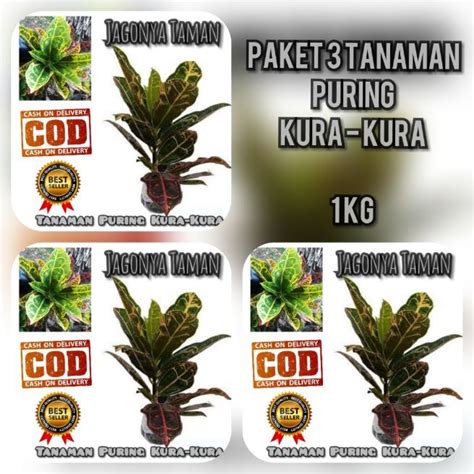 Promo Paket Tanaman Hias Puring Kura Pohon Hias Puring Kura Kura