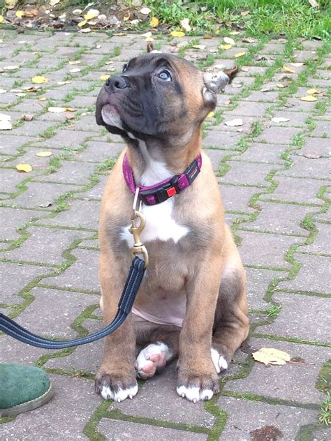 Fawn Cane Corso Puppy Female 2 Month Old Rihanna Z Machova Kraje Pia