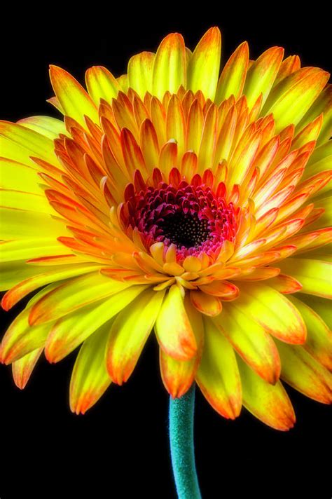 Beautiful Yellow Orange Gerbera Daisy Photograph By Garry Gay Fine Art America