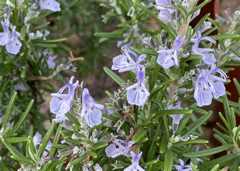 Rosmarino Prostato Pianta Tappezzante Sempreverde E Aromatica My