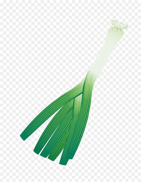 Cebolinha Allium Fistulosum Cebola Png Transparente Gr Tis