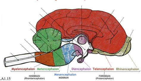 Regions of the brain Diagram | Quizlet