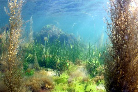 Seagrass Coast