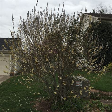 Salix Discolor Pussy Willow Scioto Gardens Nursery