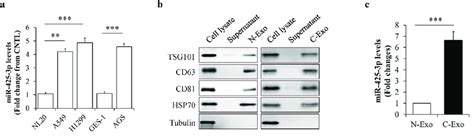 Mir 425 3p Levels In Cancer Cell Derived Exosomes A Expression Download Scientific Diagram