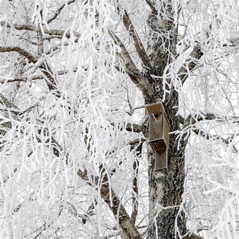 Premium Photo Birdhouse On Snowy Tree