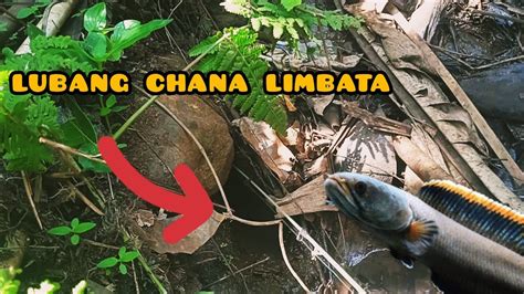 Mancing Ikan Gabus Hias Chana Limbata Ciri Lubang Yang Ada Penghuni