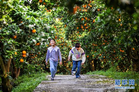 三峡橘海又到“花果同树”时