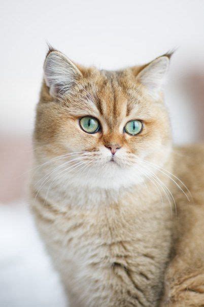 Пин от пользователя s s на доске cute pics | Милые котики, Персидские ...