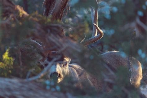 Premium Photo | Mountain bull elk colorado usa