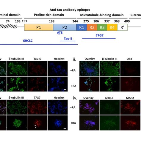 Tau Phospho Isoform Expression In Differentiated Sh Sy Y Cells A