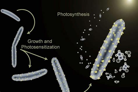 Bacterium Taught To Perform Photosynthesis UPI