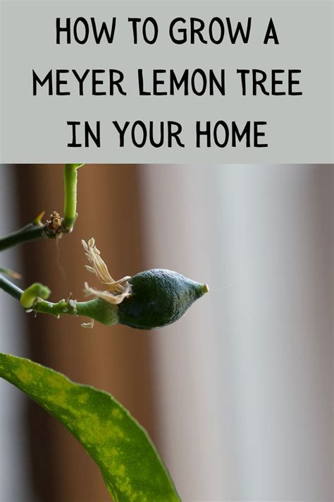 How To Grow Lemon Trees In Pots 18 Proven Tips Artofit