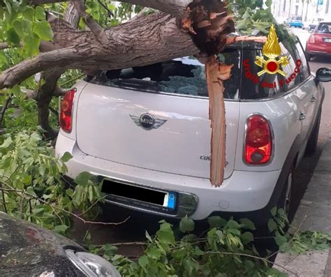 Lecce Cade Un Ramo Di Platano Dall Altezza Di Metri E Danneggia Tre