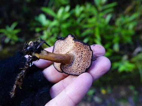 Hydnum Mcnabbianum INaturalist