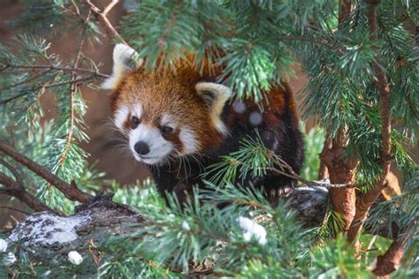 Red Panda Adaptations - Animal Sake