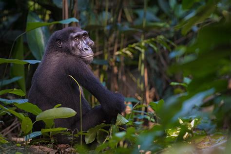 Odzala Kokoua African Parks