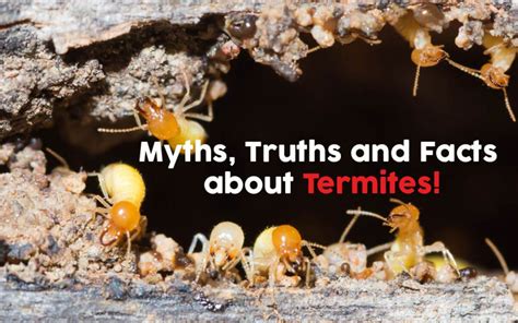 Fun Facts About Termites All Good Facts Upkeen