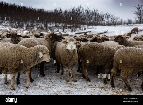 Flock Of Sheep Stock Photo Alamy