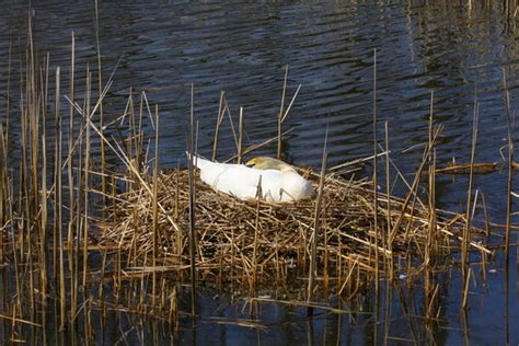 Vogelbrut Bilder Durchsuchen Archivfotos Vektorgrafiken Und