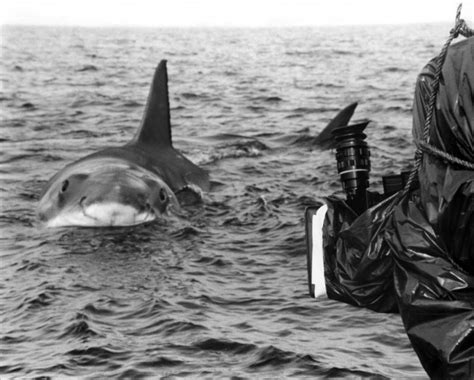 Behind The Scenes Of Jaws 3 Deep Fried Movies