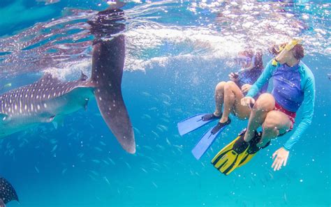 Kkday Exclusive Day Cebu Bohol Bundle Tour Oslob Whale Shark