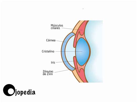 Partes Del Ojo En Ojopedia Tu Enciclopedia De Oftalmolog A