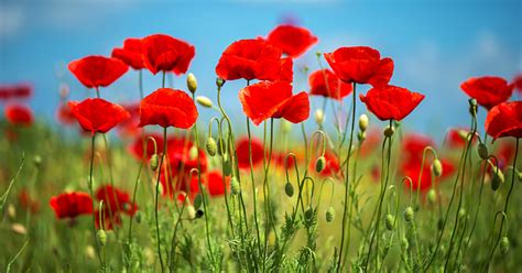 Comment Planter Un Champ De Coquelicots Dans Son Jardin C Est Simple