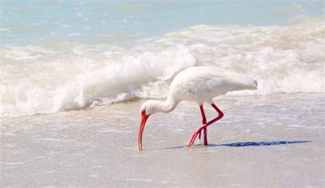 130 White Ibis Beach Waters Edge Stock Photos Pictures And Royalty Free