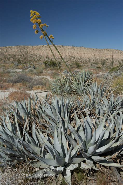 Desert Agave Agave Deserti Photo 11564