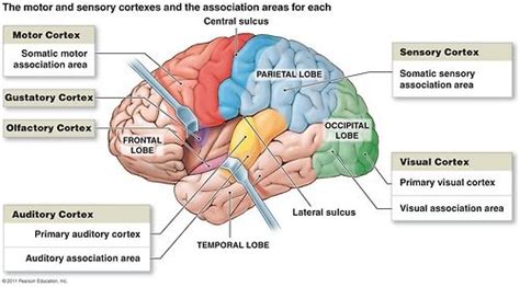 Functional Areas Diagram I Motor Areas Posterior Part Of The Frontal