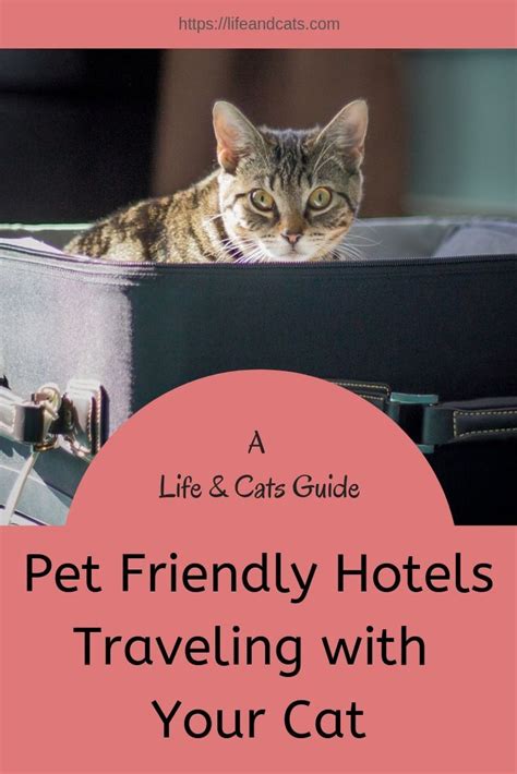 The Ultimate Guide To Traveling With Cats The Cat Friendly Hotel