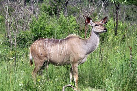 Elands Du Cap Femelle