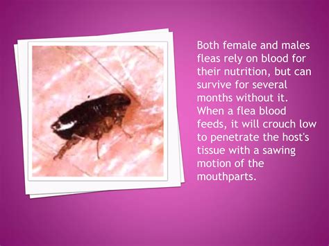 Oriental Rat Flea PPT