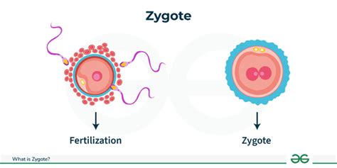Zygote Diagram