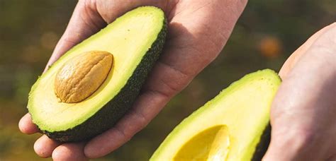 Cómo conservar los Aguacates Naranjas Quique