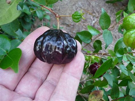 Royal Paradise Garden Rare Eugenia Uniflora Black Surinam Cherry Fruit