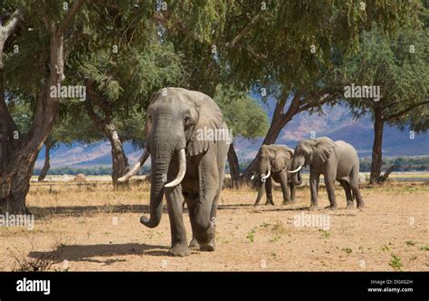 Three African Elephant Bulls Loxodonta Africana In The Zambezi Valley